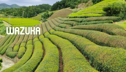 Spend a liberating day in the tea fields of Wazuka, an original Japanese landscape